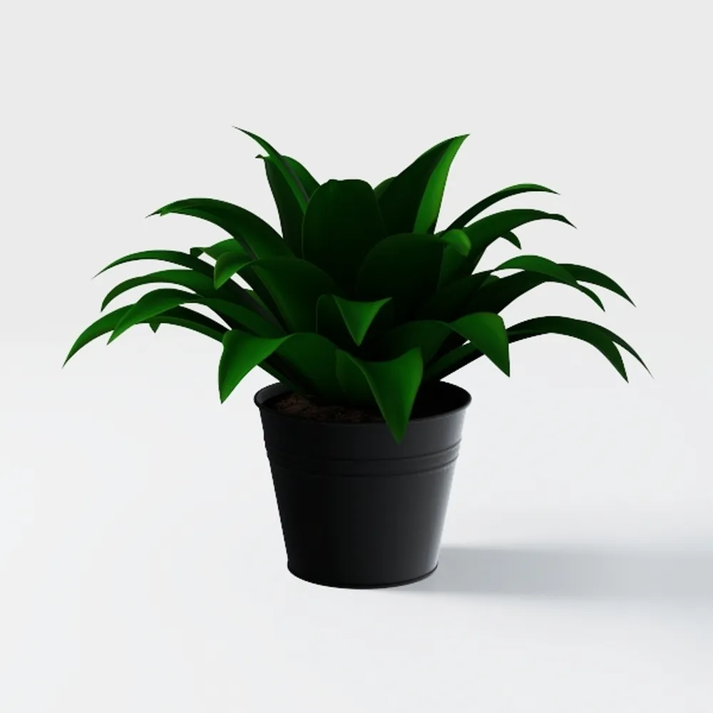 Costa Farms Bird's Nest Fern Live Indoor House