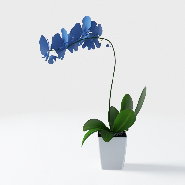 Costa Farms Snake Plant (4-Pack), Spring Decor