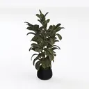 Minimalist Potted Ficus Elastica Floor Plant Decor 3D Model Left 45 Degree View