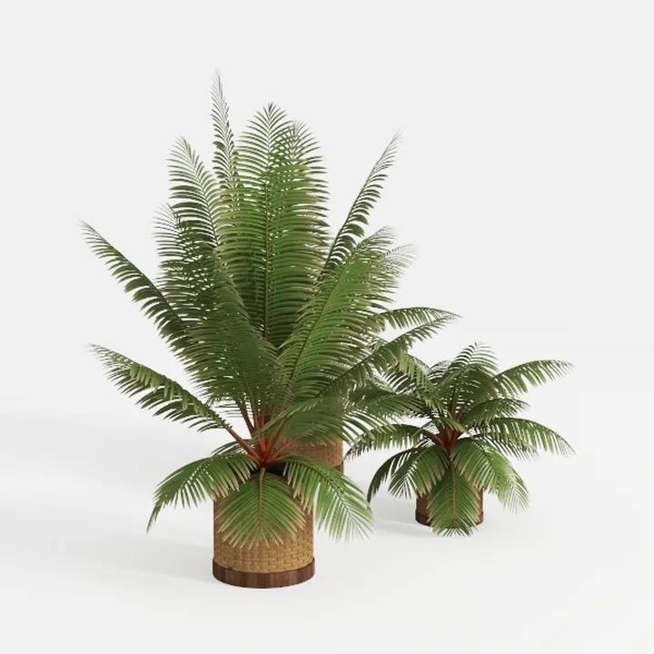 Rattan Woven Tropical Potted Palm Plants 3D Model