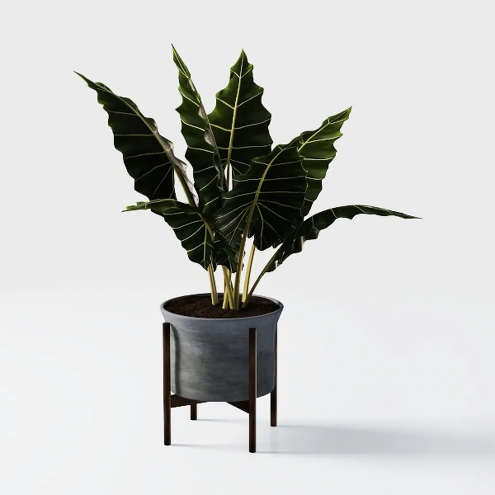 Costa Farms Kimberly Queen Fern, Live Indoor Plant