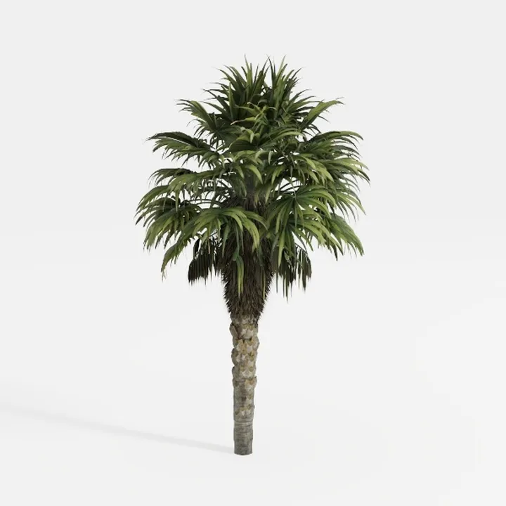 Realistic Mediterranean Fan Palm Tree 3D Model