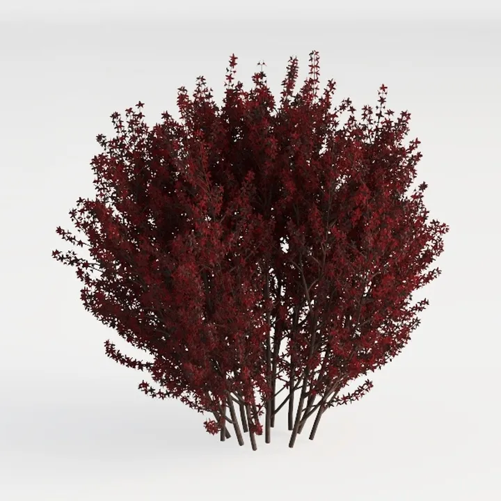 Shrub
