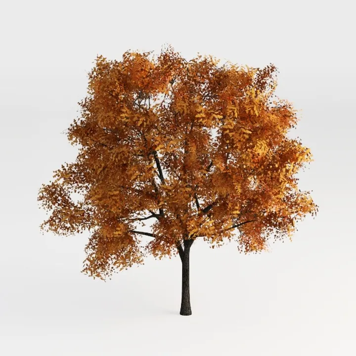 Autumn Fall Deciduous Tree 3D Model