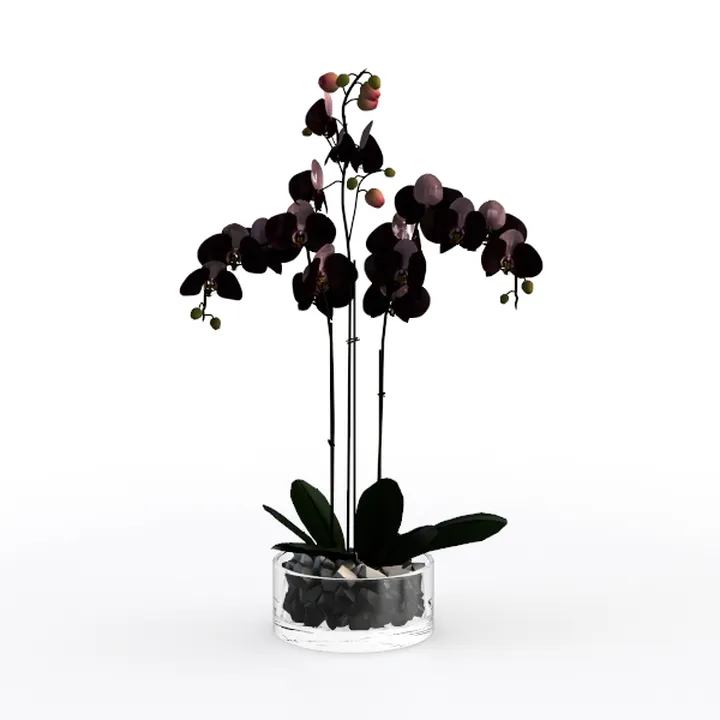 Potted Black Phalaenopsis Orchid Glass Planter 3D Model