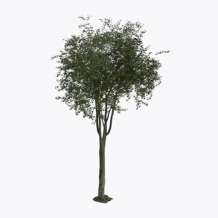Olive Tree 8ft (96") - Olive Trees Artificial