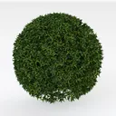 shrub-Cozy Garden Bush & Hedge Right 45 Degree View