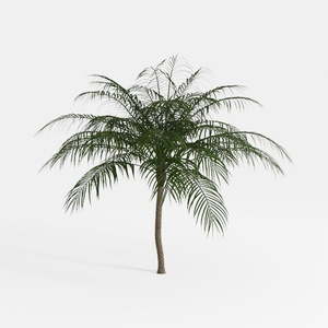 Tropical plants trees_67
