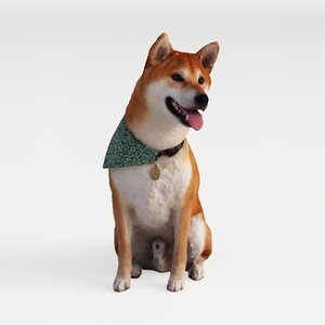 Open-air Cafe - Shiba Inu Dog 1