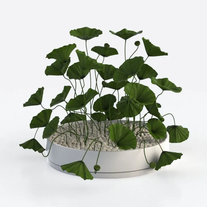 Costa Farms Ficus Live Plants (Pack of 2), Easy to