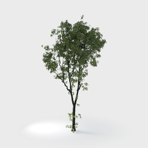 Open-air Cafe-plants 9.max