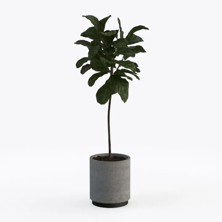 Minimalist Concrete Fiddle Leaf Fig Potted Plant 3D Model
