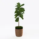 Rattan Woven Pot Fiddle Leaf Fig Potted Plant 3D Model Right 45 Degree View