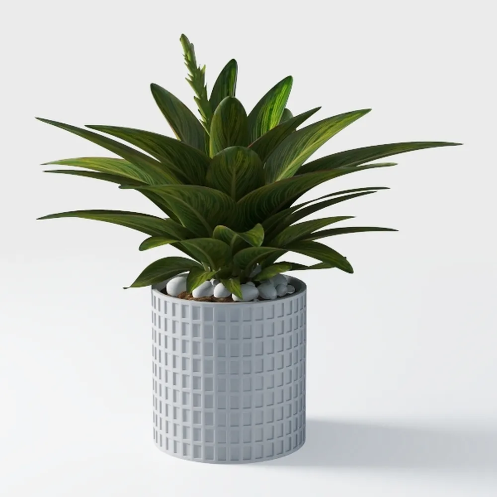 Costa Farms Chinese Evergreen, Aglaonema Easy To