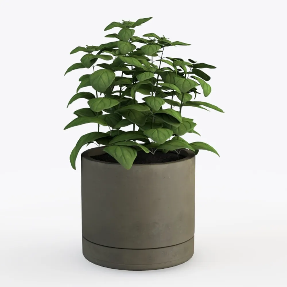 Golden Pothos Plant Live House Plant Live Plants, 