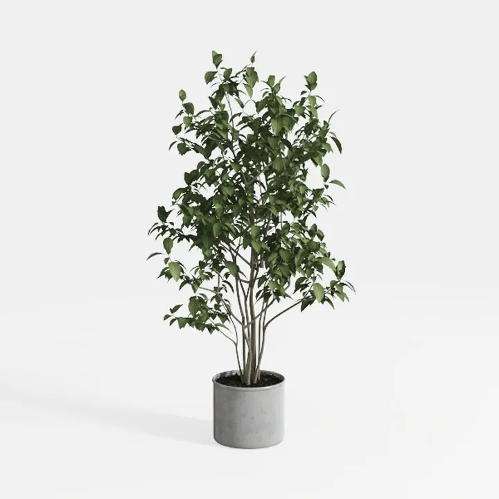 Minimalist Concrete Potted Ficus Indoor Greenery 3D Model