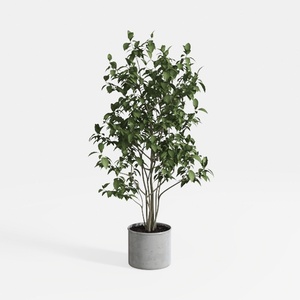 Minimalist Concrete Potted Ficus Indoor Greenery 3D Model