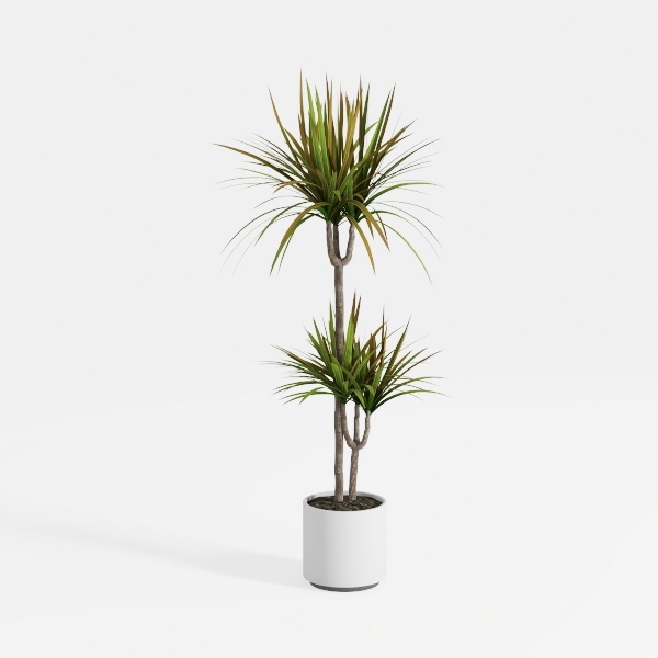 plant-Greenery Delights