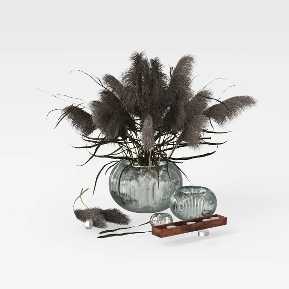 Black Velvet Alocasia Plant Live, Rare Tropical 
