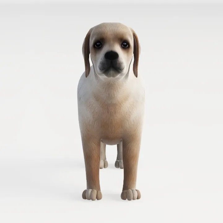 Labrador retriever dog - pet