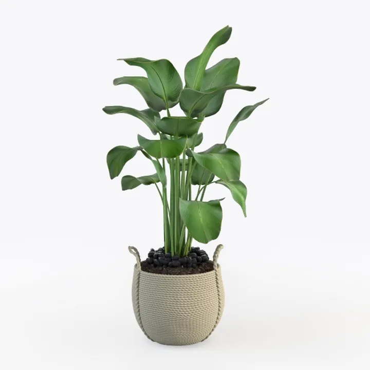 Minimalist Woven Rattan Potted Floor Plant 3D Model
