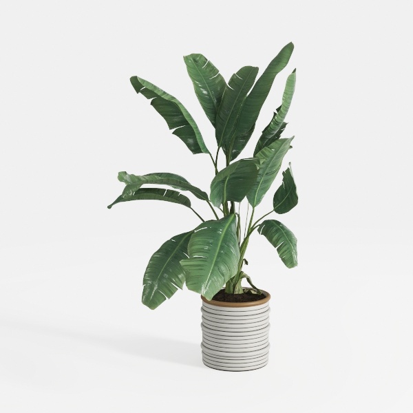 Costa Farms Peace Lily Live Plant, Decor Ready