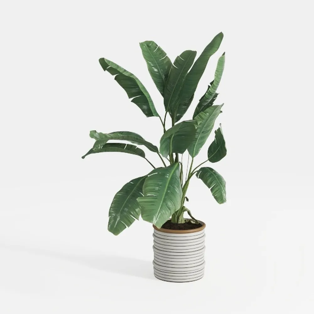 Costa Farms Peace Lily Live Plant, Decor Ready