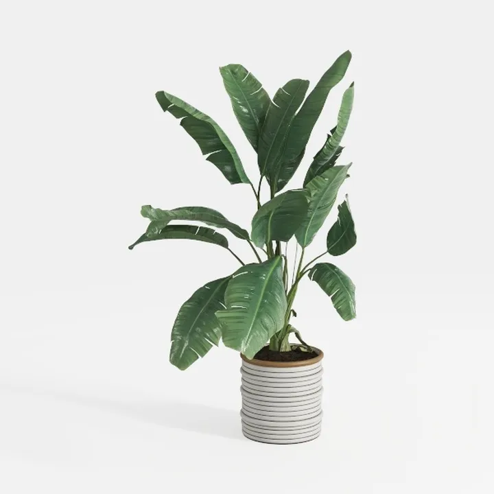 Costa Farms Peace Lily Live Plant, Decor Ready