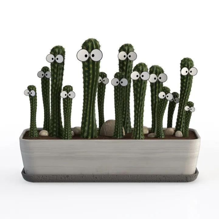 succulent plants 02
