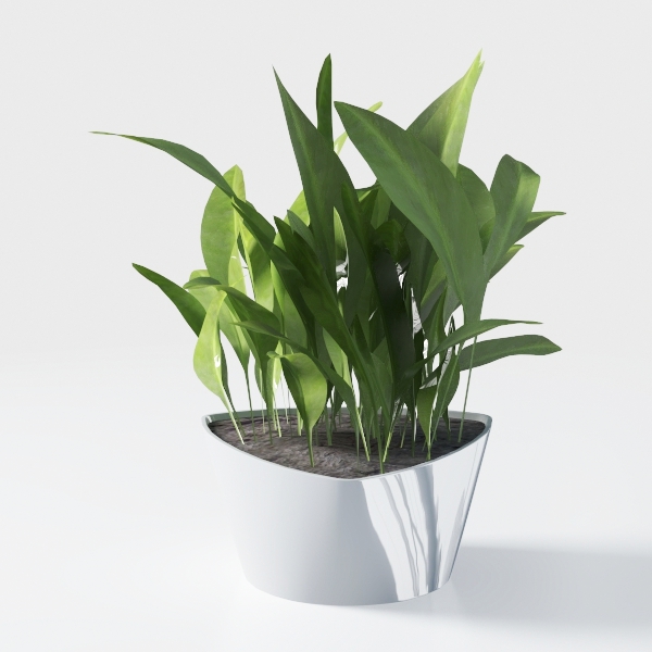 Costa Farms Live Pothos Plant, Indoor Plant