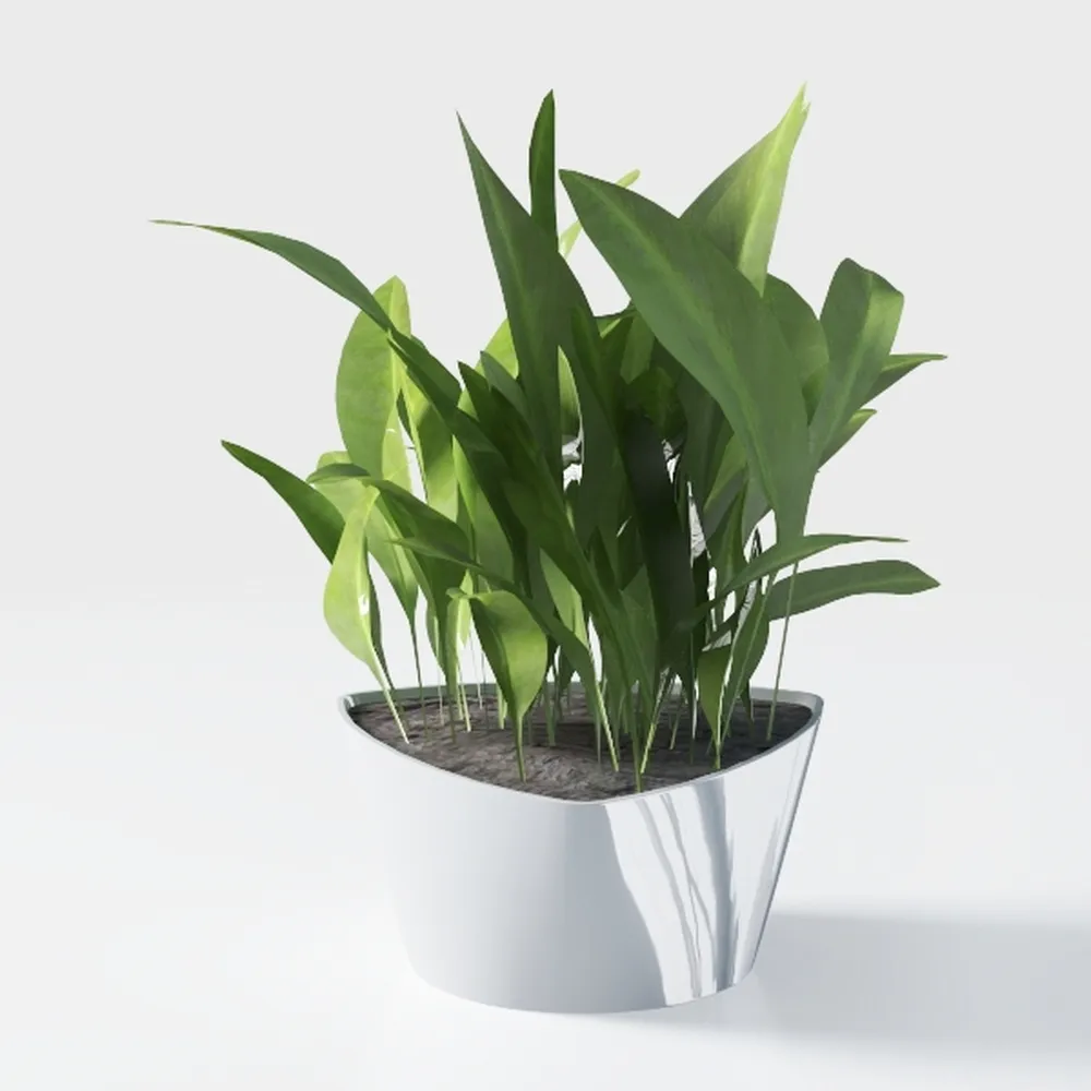 Costa Farms Live Pothos Plant, Indoor Plant