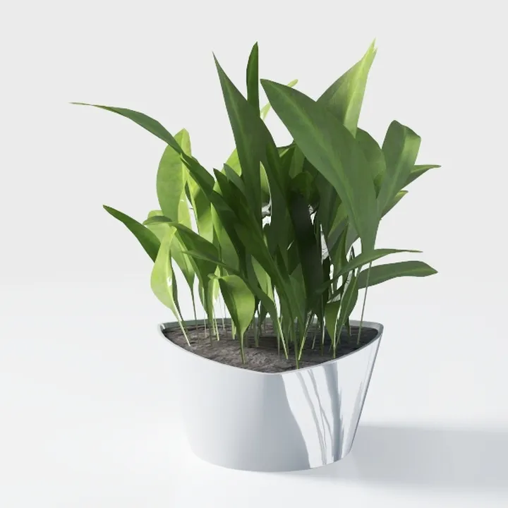 Costa Farms Live Pothos Plant, Indoor Plant