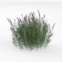 Realistic Purple Flowering Garden Shrub Bush 3D Model Left 45 Degree View