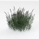 Realistic Purple Flowering Garden Shrub Bush 3D Model Right 45 Degree View