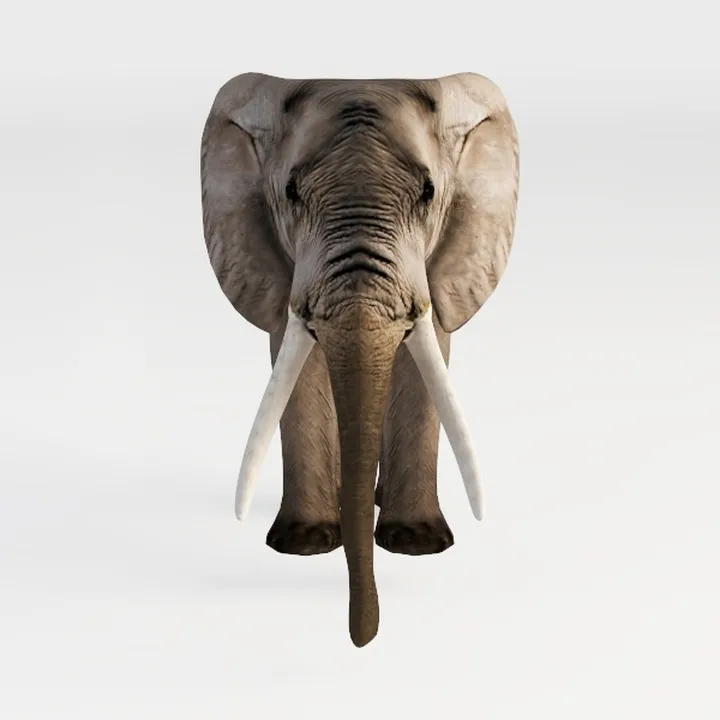 elephant-Wild Kingdom