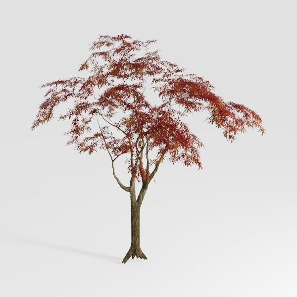 tree-Outdoor Odyssey