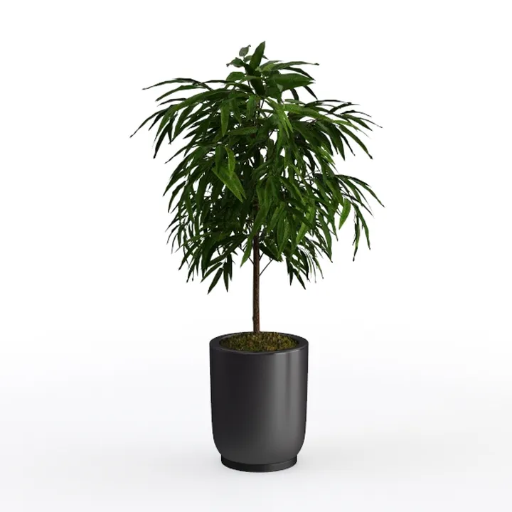 Minimalist Potted Indoor Floor Plant 3D Model