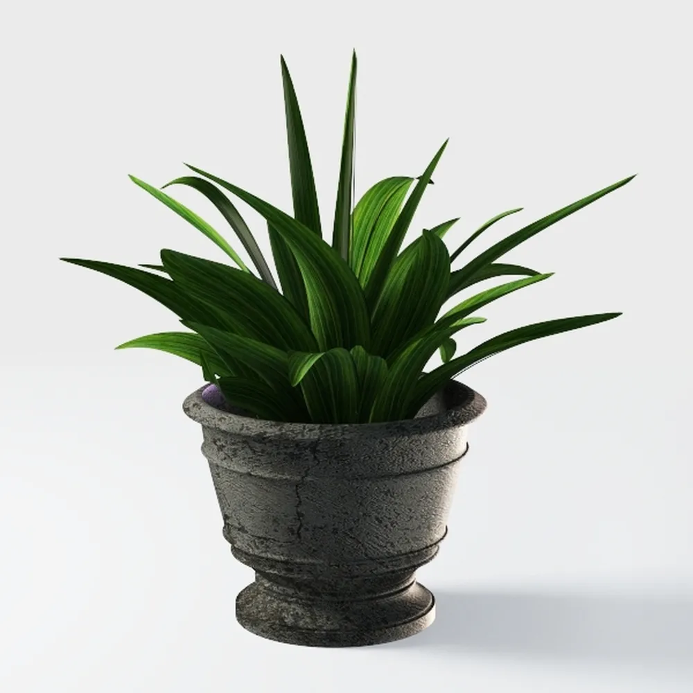 Golden Pothos Plant Live House Plant Live Plants,