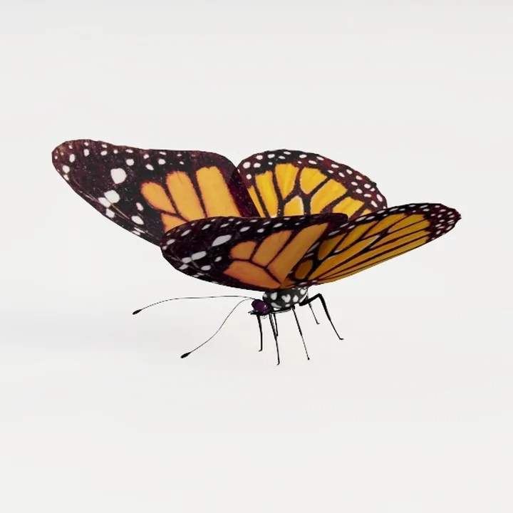 Butterfly Animation