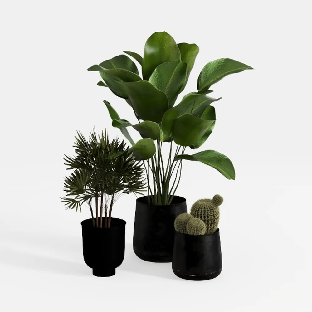 Monstera Swiss Cheese Plant Hanging Basket - 3