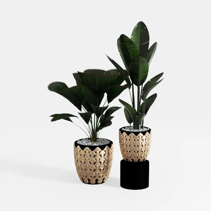 Monstera Swiss Cheese Plant Hanging Basket 
