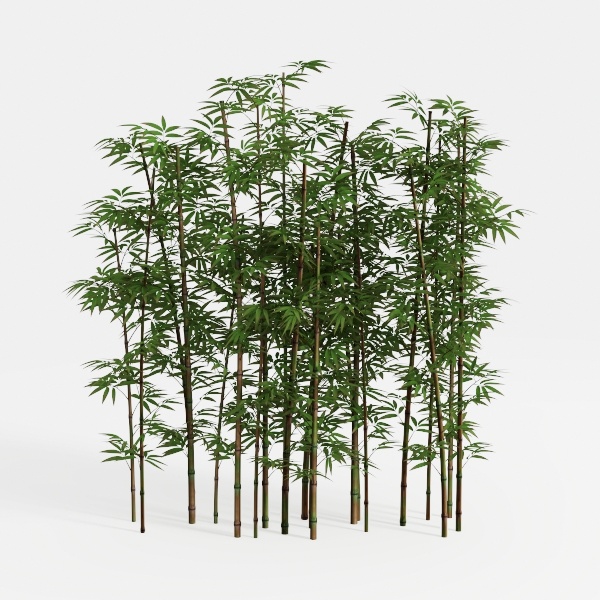 bamboo forest-Castles & Cabins