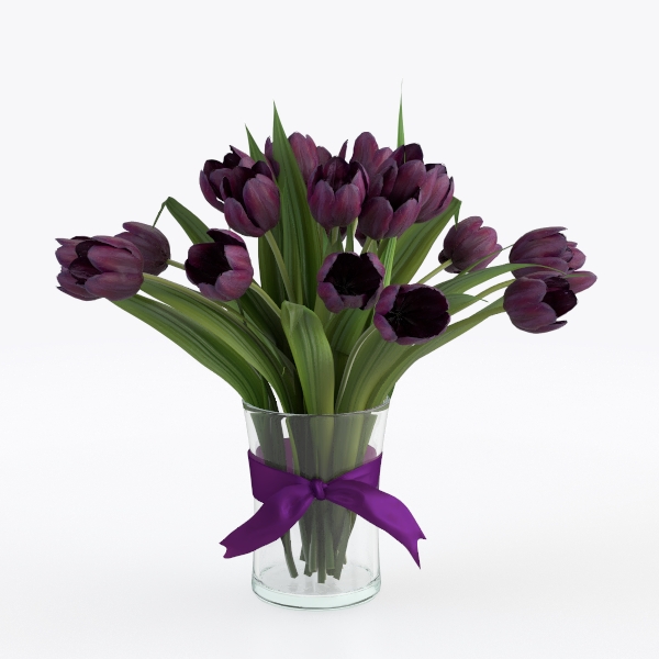 Wandering Dude Assortment, Tradescantia Variety
