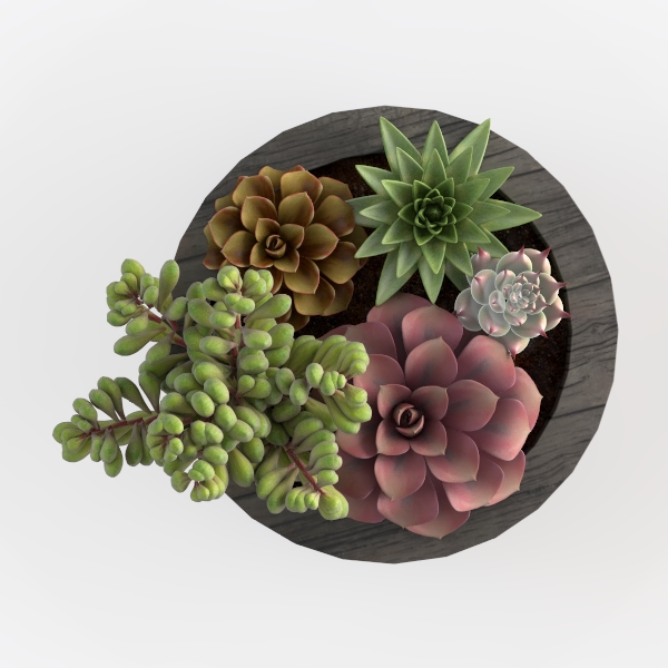 Succulent plant 351-11